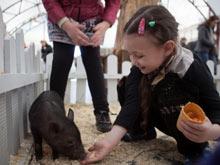 На ВВЦ открылся зоопарк, где можно кормить и гладить животных