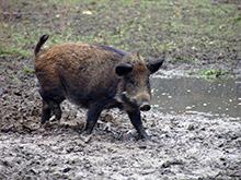 Африканская чума свиней обнаружена в Подмосковье, виноваты дикие кабаны