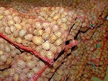 В Москве выявили около 80 тонн вредного картофеля из Белоруссии